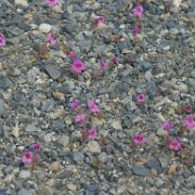 MonoBasin 214 : MonoBasin